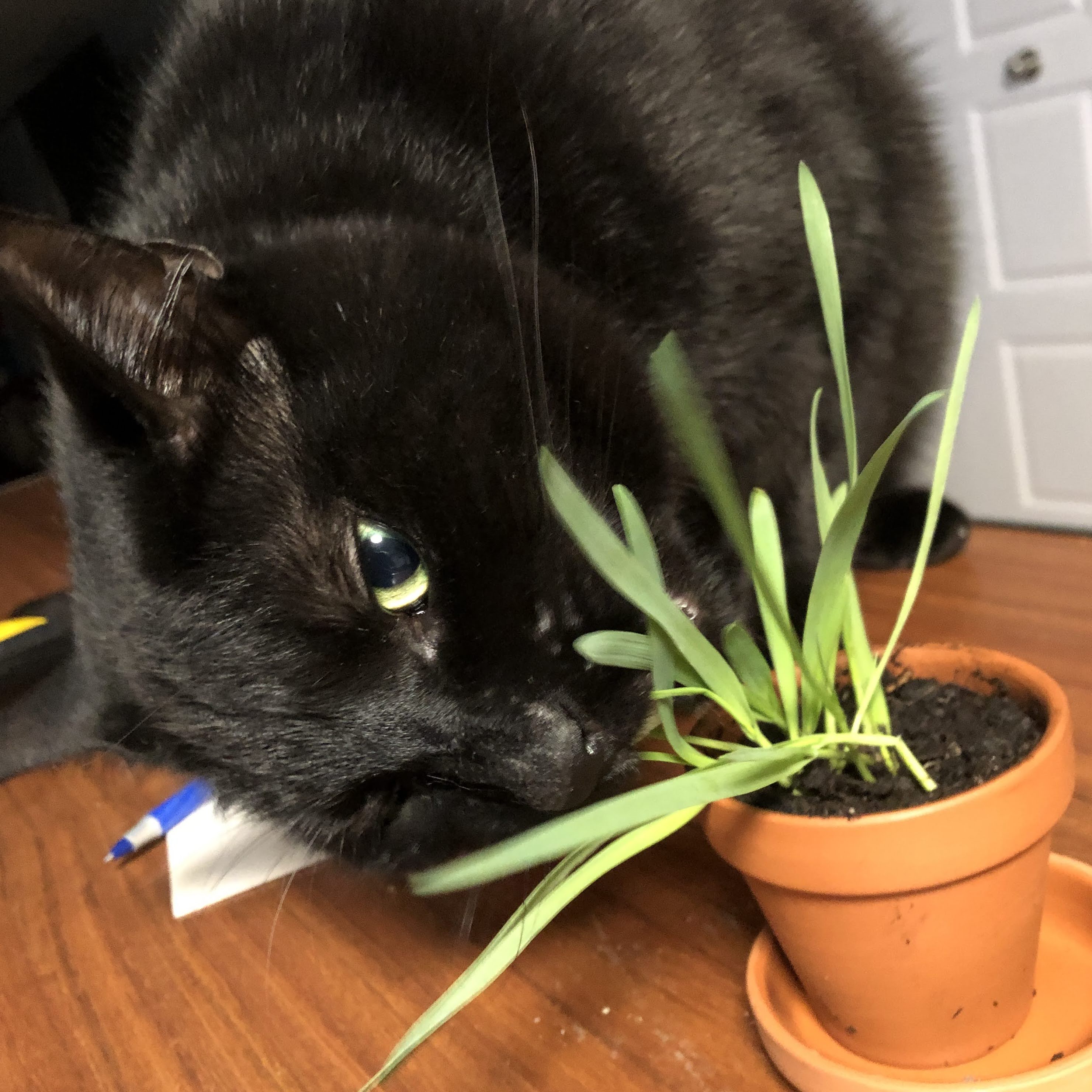 a cat eating cat grass