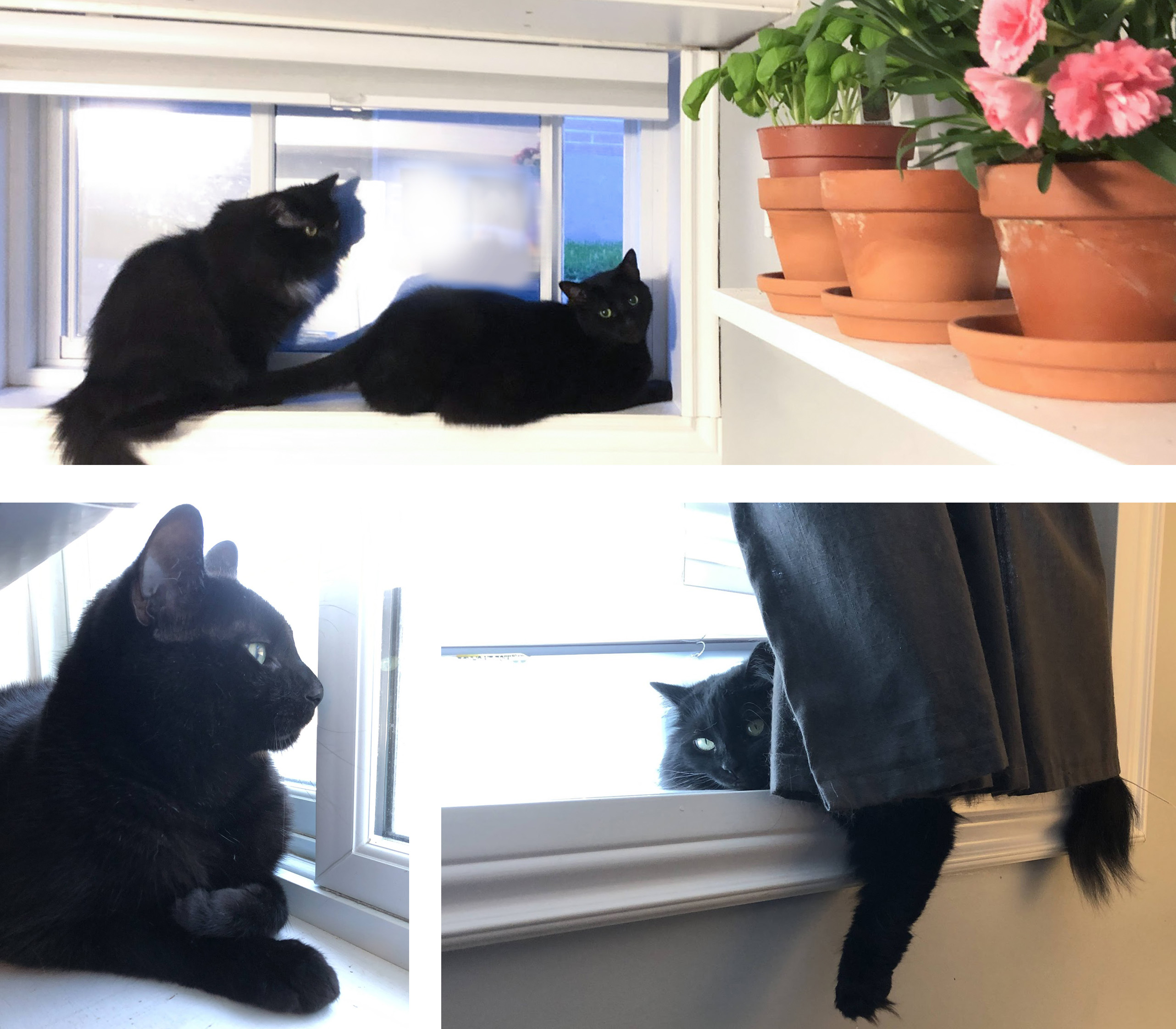 collage of cats looking out windows