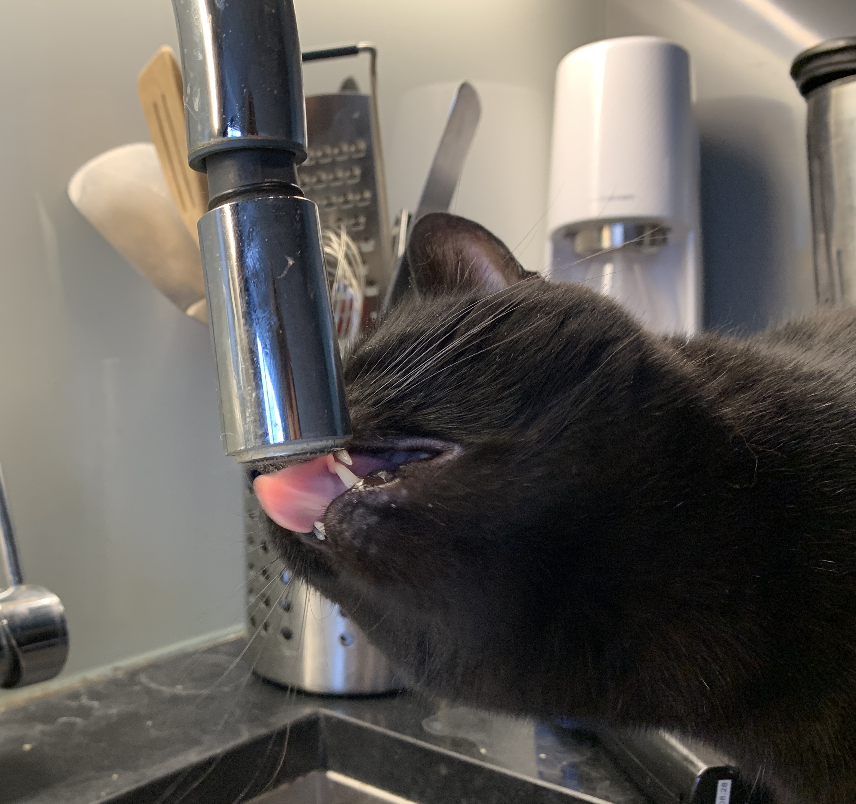 a cat driking from the kitchen tap